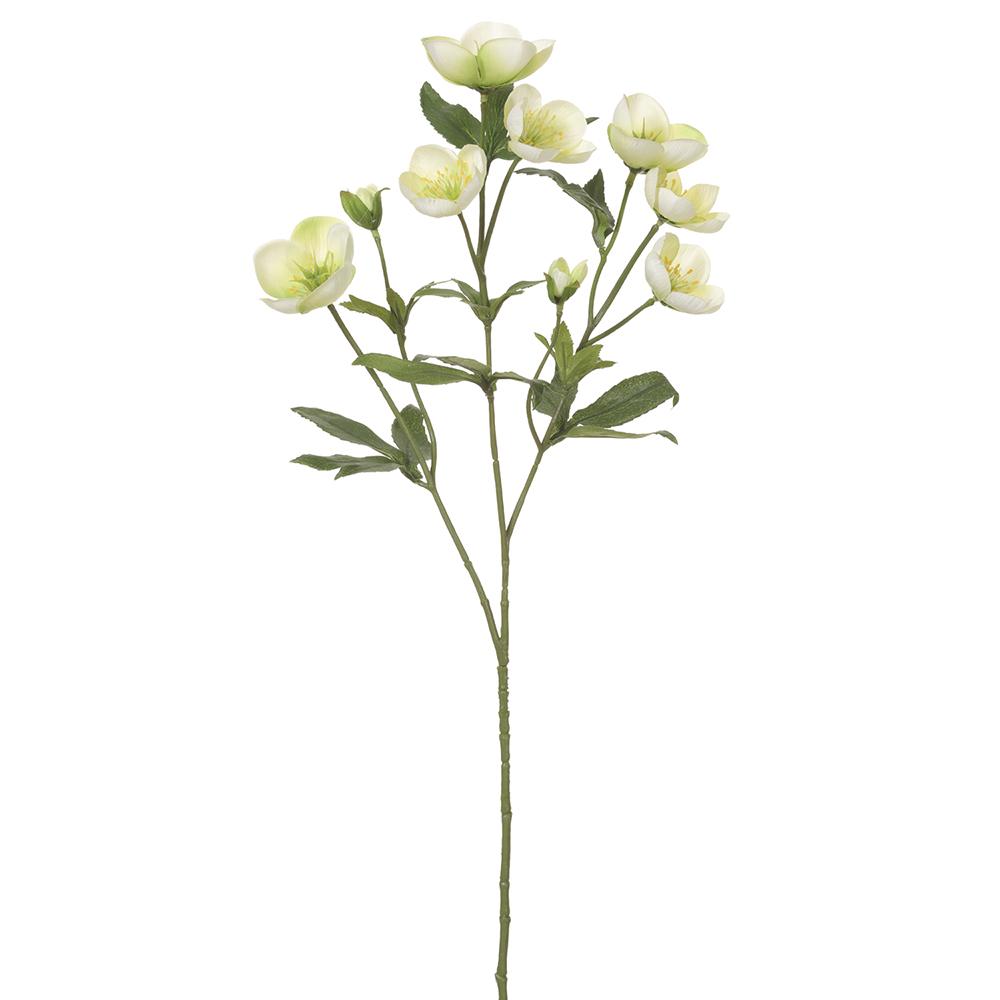 23" Helleborus Spray