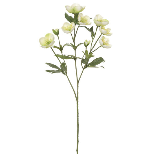 23" Helleborus Spray
